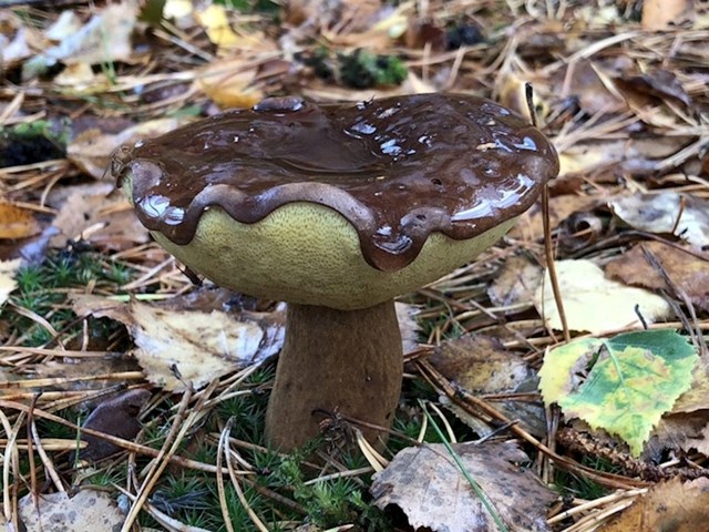 Ova gljiva izgleda poput krafne prelivene čokoladom