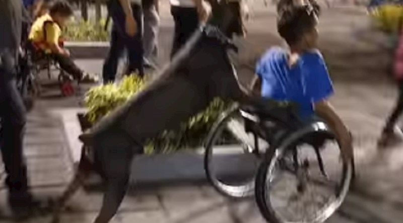 Netko je snimio psa koji gura svog vlasnika u invalidskim kolicima, ovo je nevjerojatno