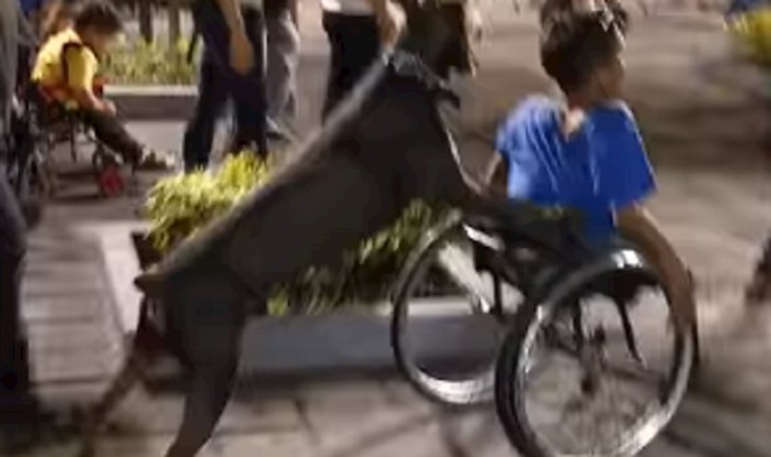 Netko je snimio psa koji gura svog vlasnika u invalidskim kolicima, ovo je nevjerojatno
