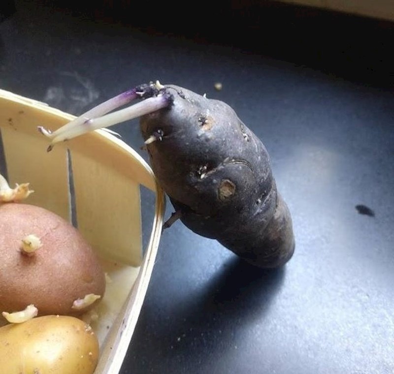 Krumpir koji se pretvara u čudovište...