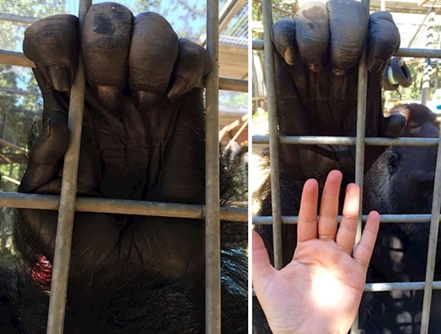 Gorilina "ruka"