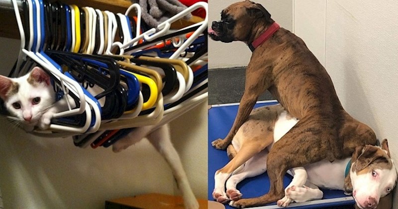 Fotke blesavih ljubimaca koje u trenu mogu otjerati sve sive oblake