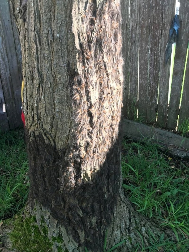 Stablo s različitim teksturama kore ili tisućama gusjenica - vi odlučite