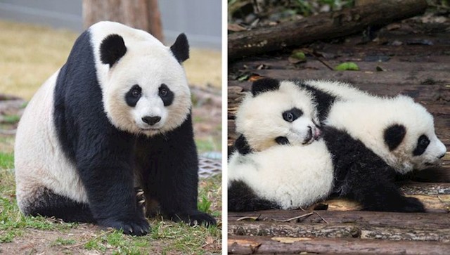 Panda 135 dana