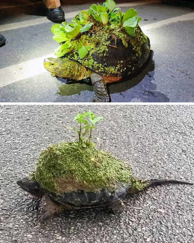 "Šuma" na kornjačinom oklopu