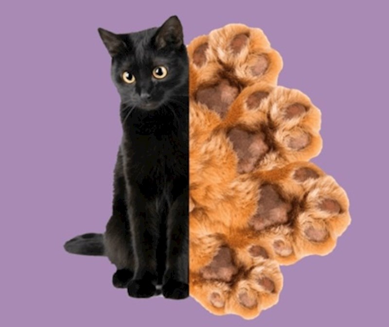 Mačke imaju manje prstiju na stražnjim šapama