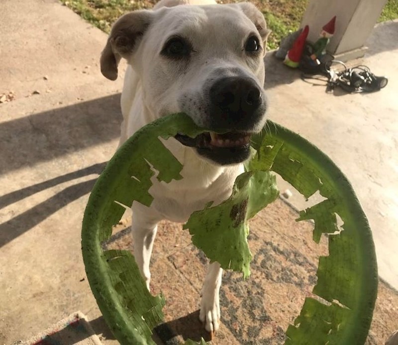 "Nemam mu srca reći da od frizbija više ništa nije ostalo..."