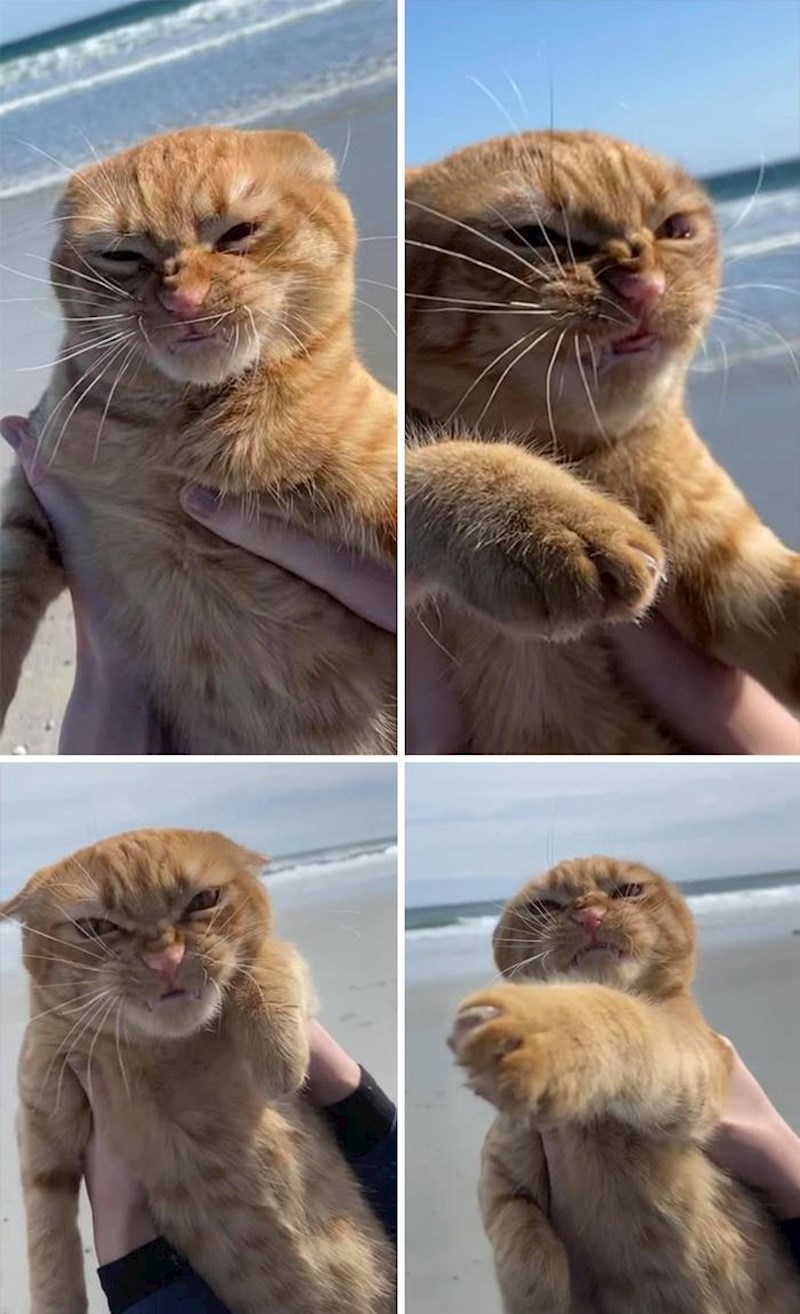 Ova mačka mrzi vjetar