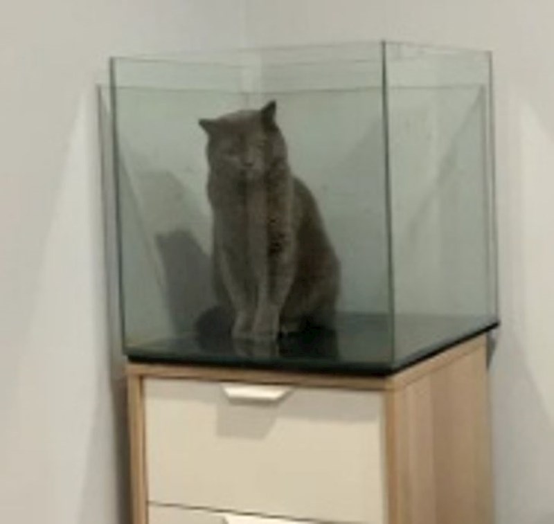 "Ovo je moj novi akvarij za ribice. Okrenula sam se na samo 5 minuta"