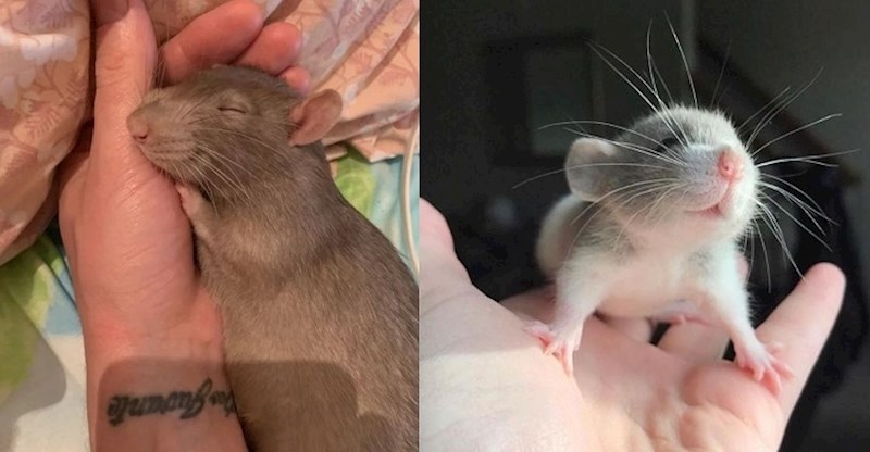 Mislite da su svi štakori fuj? Ove fotke će vam promijeniti mišljenje