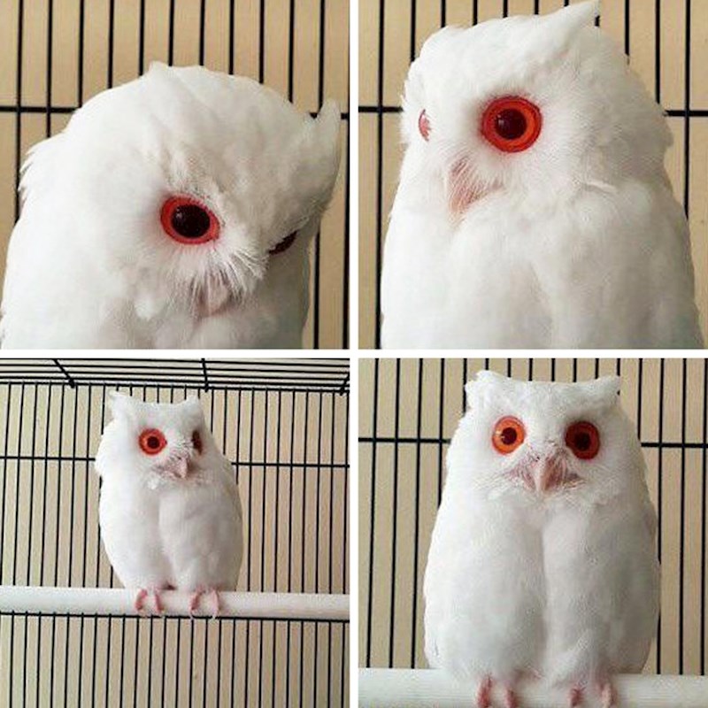 Oov nije igračka, nego prava albino sova