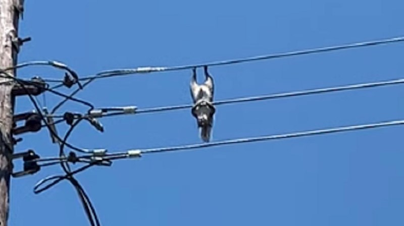 Netko je snimio ovu vjevericu koja je chillala na električnim vodovima