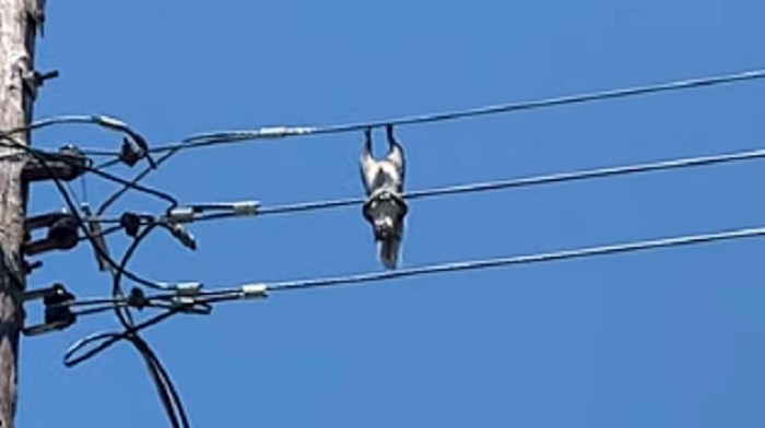Netko je snimio ovu vjevericu koja je chillala na električnim vodovima