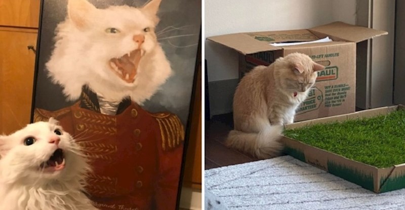 16 ljudi koji su kupili cool poklone svojim ljubimcima, ali nisu očekivali ovakve reakcije