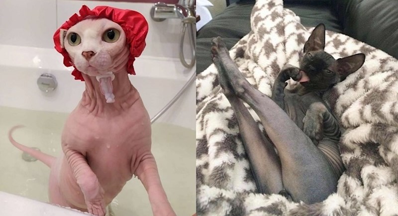 Ako ih do sada niste voljeli, ovih 24 sfinks mačaka osvojit će vaše srce