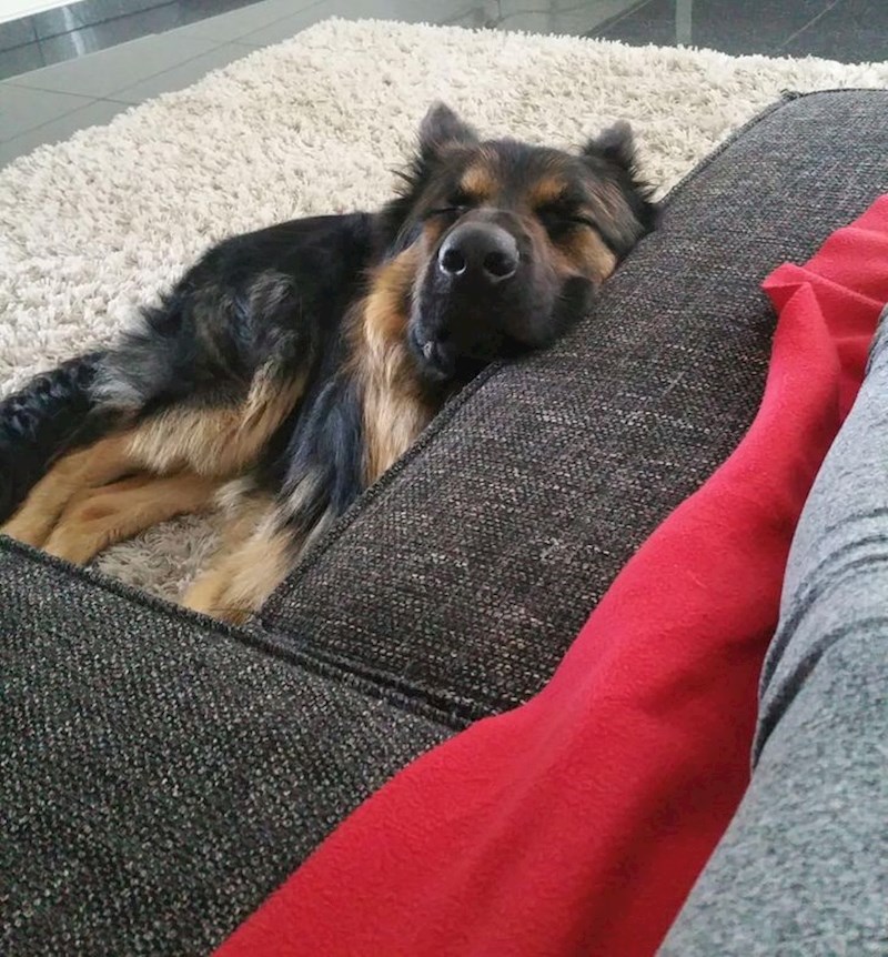 "Od kada sam se razboljela, moj pas je stalno uz mene. Spava samo kada ja spavam"