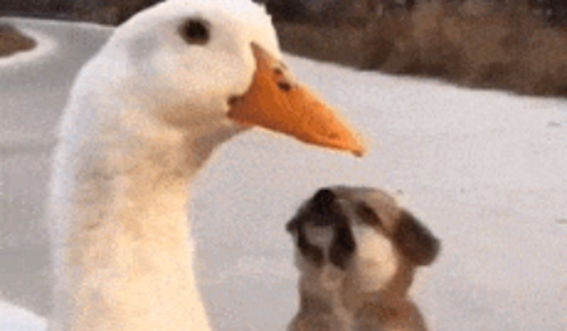 Psić je prvi put ugledao gusku, ovo je preslatko