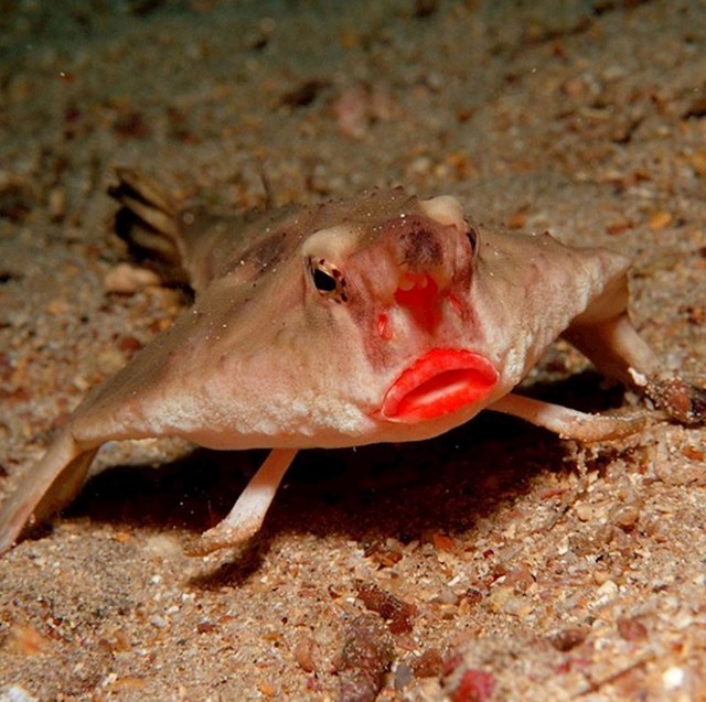 Crvenouste ribe mogu se uočiti oko otoka Galapagos na dubini od 100 metara