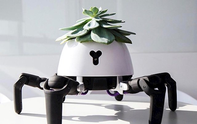 Robot koji "hvata" sunce i reagira ako ne zalijete cvijet