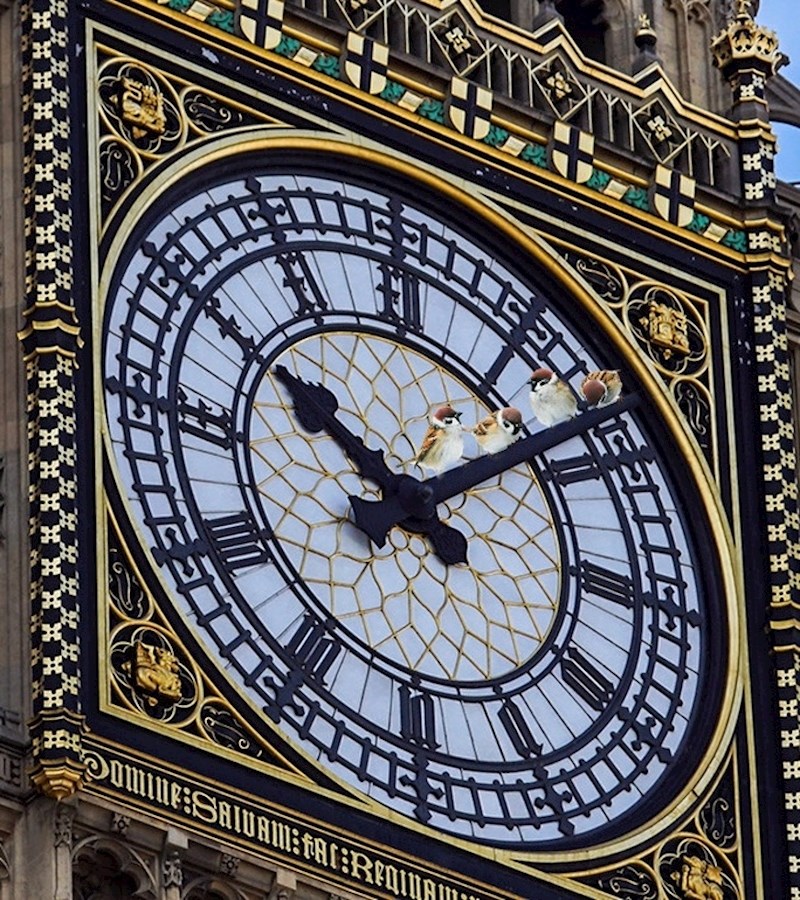 U Londonu, ptice vraćaju vrijeme.