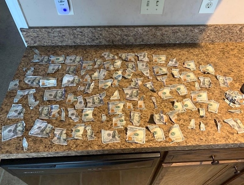 Kad dva labradora pronađu novac...