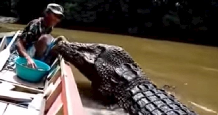 VIDEO Tip hrani ogromnog krokodila, ovo nas je strah i gledati