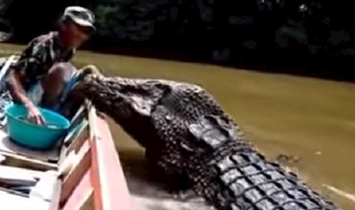 VIDEO Tip hrani ogromnog krokodila, ovo nas je strah i gledati
