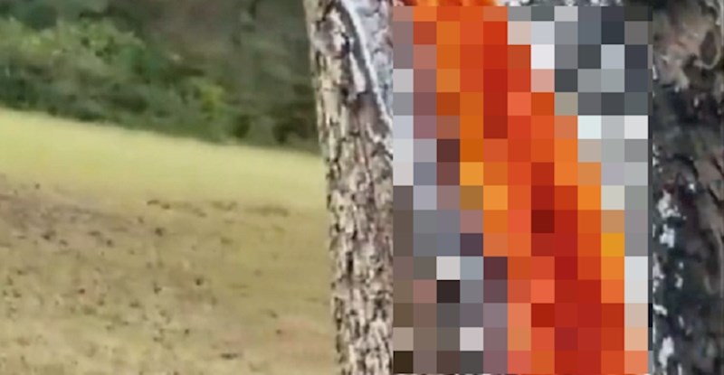 VIDEO Grom je pogodio drvo, a ono što se dogodilo izgleda zastrašujuće