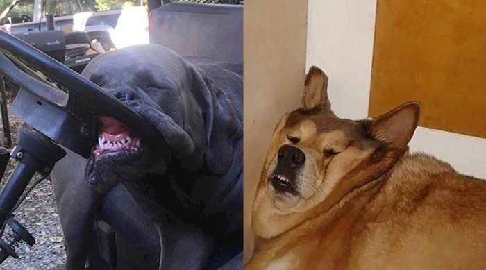 Pse nije briga, oni mogu zaspati u bilo kojoj pozi