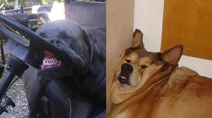 Pse nije briga, oni mogu zaspati u bilo kojoj pozi