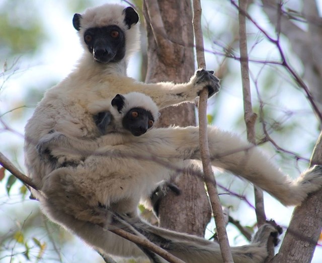 Sifaka lemur, nazvan Von der Decken, po prvom Europljaninu koji se popeo na Kilimandžaro