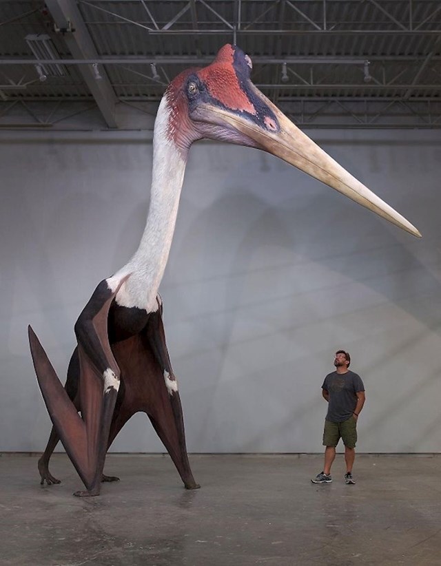 Model Quetzalcoatlus Northropi, najveće poznate leteće životinje