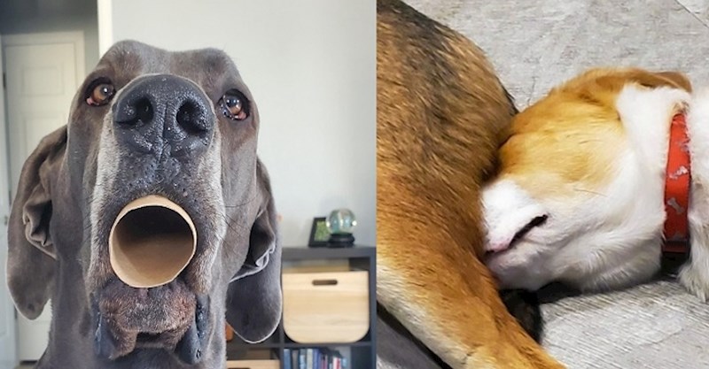 Psi koji svojim nestašlucima i čudnim potezima svakodnevno nasmijavaju svoje vlasnike