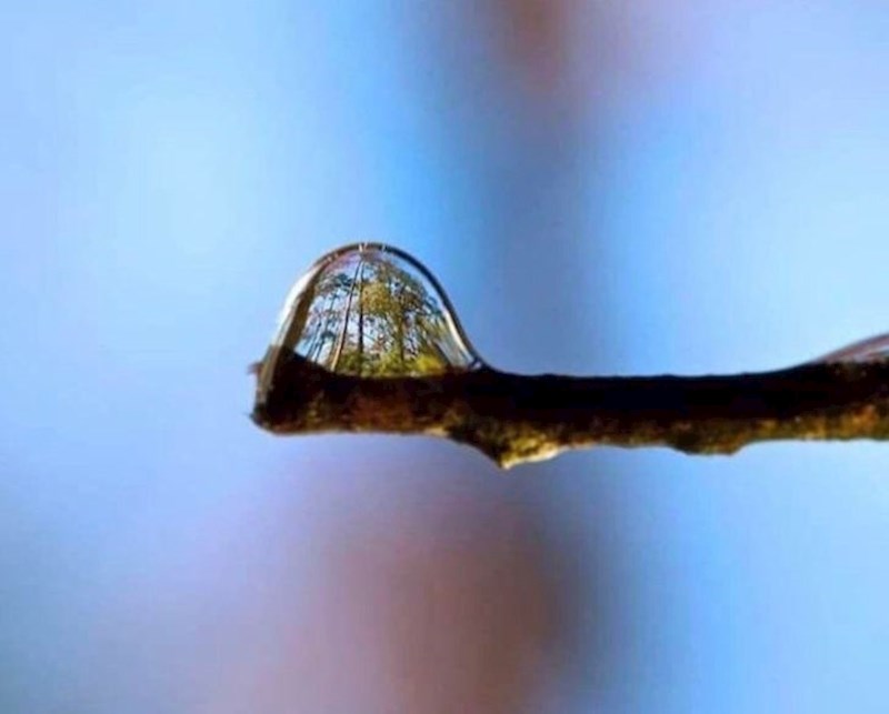 Šuma u kapljici vode