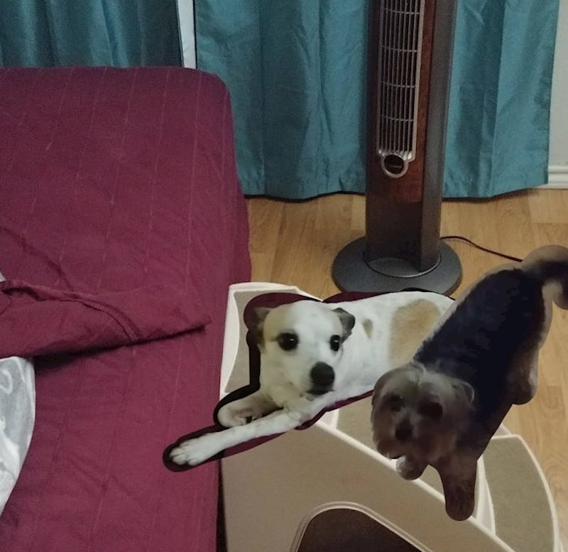 Kupio sam psima plastične stepenice, žena se ljutila jer ju psi nisu koristili. Poslao sam joj ovu sliku da joj dokažem da je u krivu"