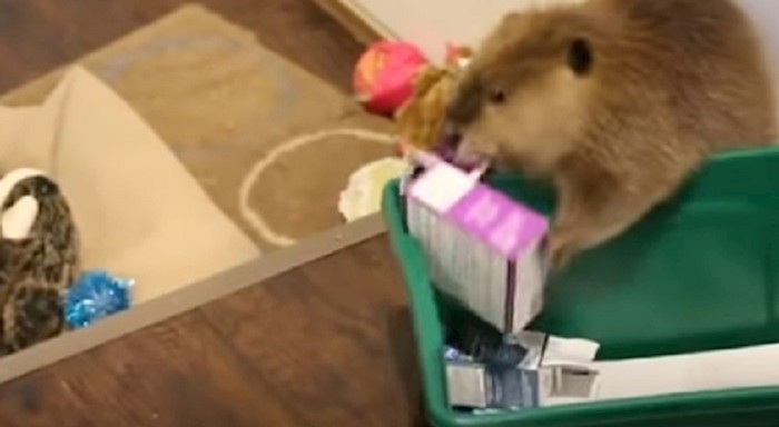 VIDEO Ovaj dabar je spašen i sada gradi brane u kući svoje privremene vlasnice