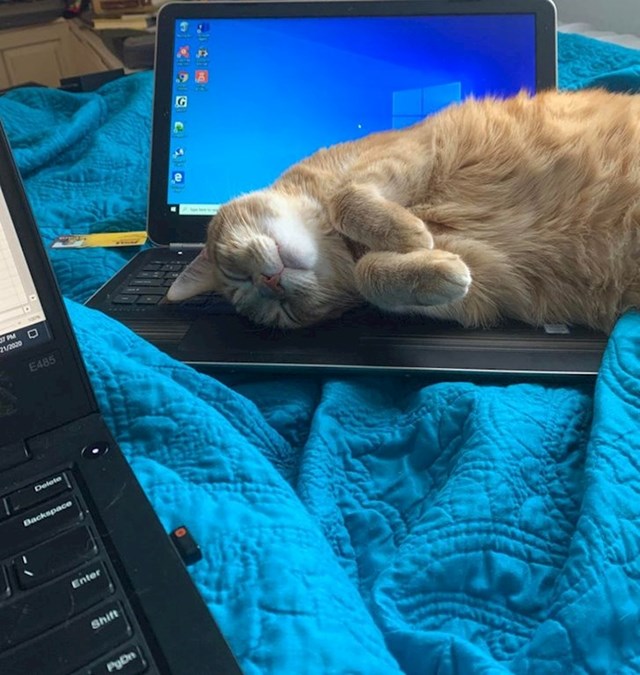 Kad te mačka neće pustiti na miru, ona dobije svoj laptop