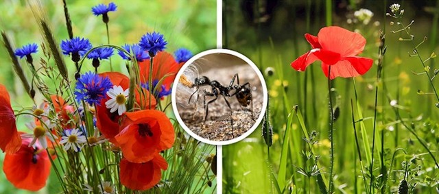 Mravi raspršuju sjeme i povećavaju biološku raznolikost