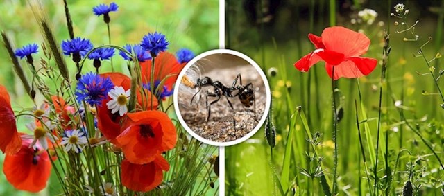 Mravi raspršuju sjeme i povećavaju biološku raznolikost