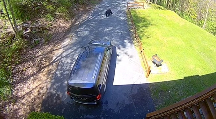 Kamera je snimila medvjeda kako ulazi u auto, vlasnici su se smijali kada su vidjeli što je pojeo