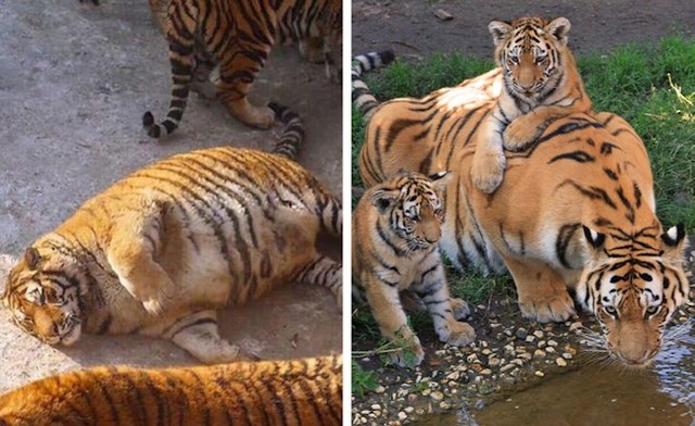 Tigar 110 dana