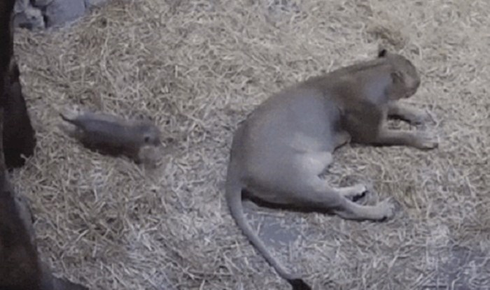 Kamera je snimila slatku scenu bebe lava i njegove mame