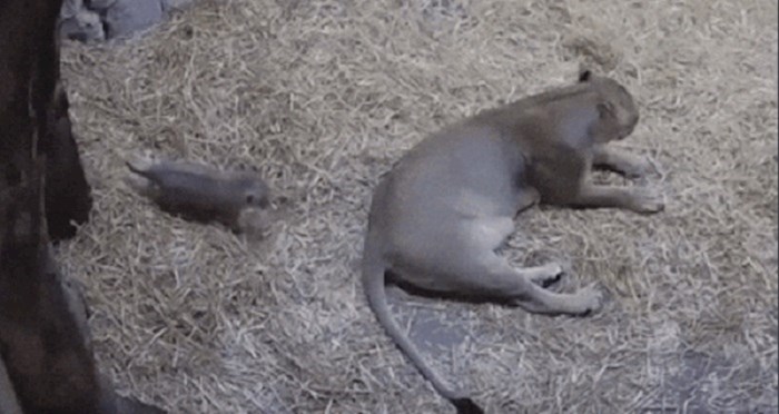 Kamera je snimila slatku scenu bebe lava i njegove mame