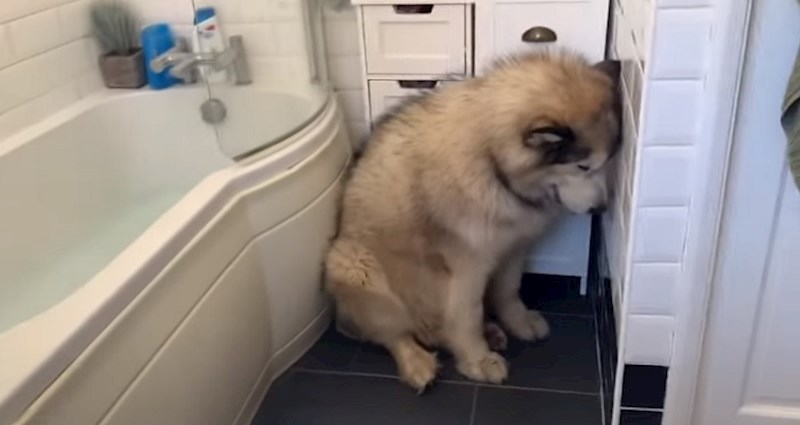 VIDEO Ovaj ogroman pas mrzi kupanje i učinit će sve da to i izbjegne