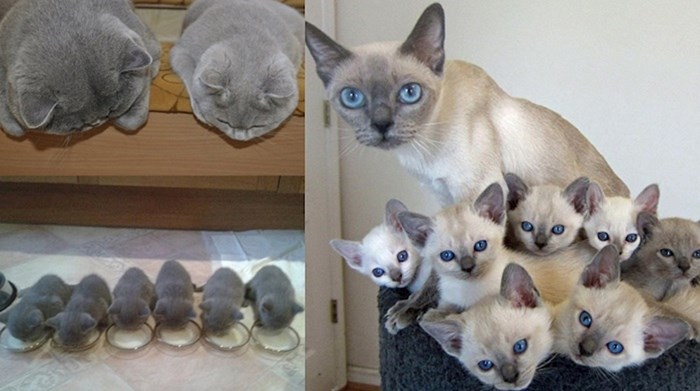 23 mačke i njihove slatke bebice