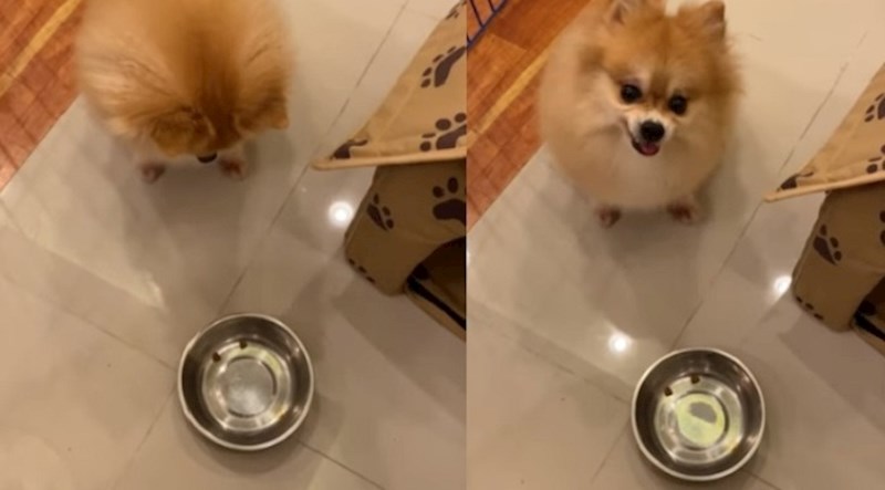 VIDEO Što bi moglo poći po zlu ako psa stavite na dijetu? Ova vlasnica naučila je to na teži način