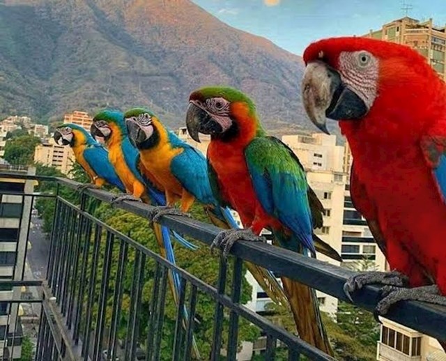 Svakodnevni prizor u Caracasu