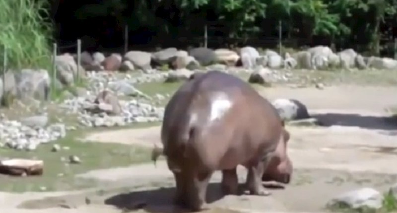 Nilski konj je ispustio prilično glasan vjetar i nasmijao sve u zoološkom vrtu, ovo je urnebesno