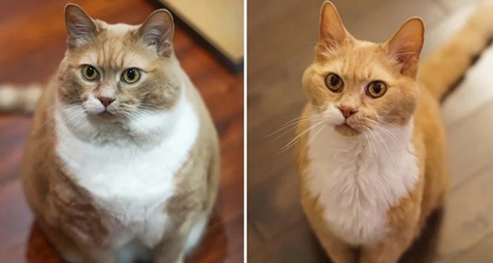 16 ljubimaca koji su uspjeli skinuti suvišne kilograme i sada se osjećaju odlično