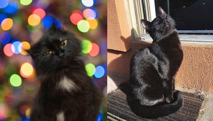 Fotke koje će vas uvjeriti da crne mačke ne donose nesreću